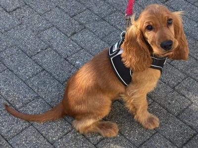 Male Cocker Spaniel puppy in Monaghan looking for His Forever home