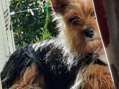 Tiffany is an Adorable, Energetic, Fun Loving female Yorkshire Terrier 9 months old in Mayo