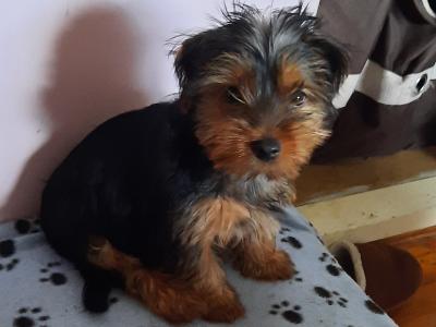 Tiffany is an Adorable, Energetic, Fun Loving female Yorkshire Terrier puppy 10 months old in Mayo