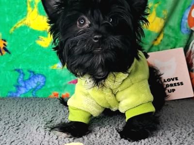 Miniature Yorkshire Terrier puppies in Longford. 1.8-2kgs expected adult weight