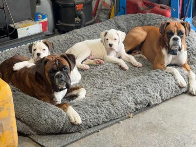 2 IKC Registered(pending) Chunky White Boxer puppies in Cork