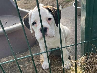 2 IKC Registered(pending) Chunky White Boxer puppies in Cork