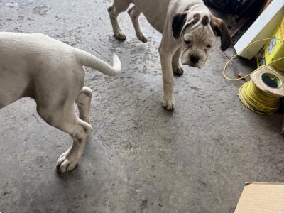 2 IKC Registered(pending) Chunky White Boxer puppies in Cork