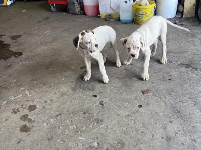 2 IKC Registered(pending) Chunky White Boxer puppies in Cork