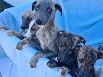 6 gorgeous Whippet puppies in Wexford
