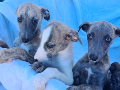 6 gorgeous Whippet puppies in Wexford