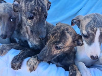 6 gorgeous Whippet puppies in Wexford