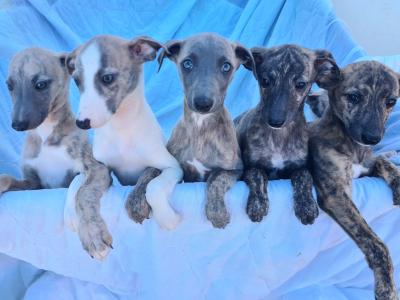 6 gorgeous Whippet puppies in Wexford