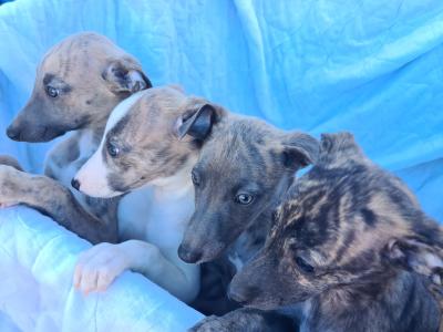 6 gorgeous Whippet puppies in Wexford
