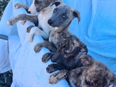 6 gorgeous Whippet puppies in Wexford