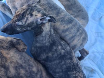 6 gorgeous Whippet puppies in Wexford