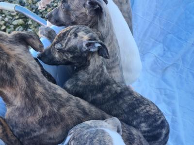 6 gorgeous Whippet puppies in Wexford