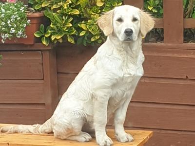 Milo is a beautiful 5 month old male Golden Retriever puppy in Cork