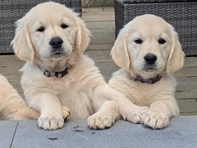 Find your New Best Friend- Golden Retriever puppies for sale in Clare
