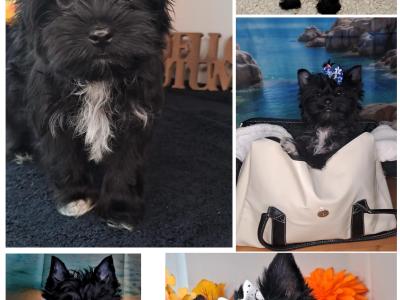 Miniature Yorkshire Terrier puppies in Longford. 1.8-2kgs expected adult weight