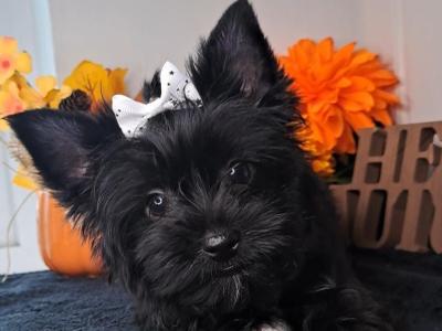 Miniature Yorkshire Terrier puppies in Longford. 1.8-2kgs expected adult weight