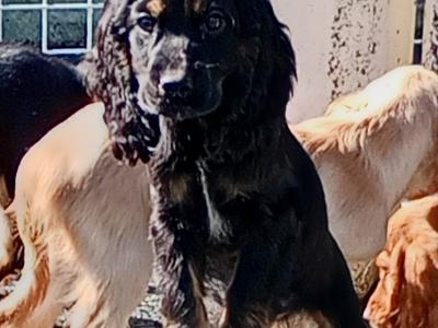 Cocker Spaniel puppies in Kilkenny