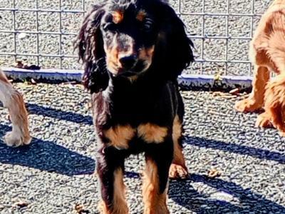Cocker Spaniel puppies in Kilkenny