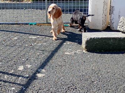 Cocker Spaniel puppies in Kilkenny