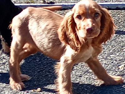 Cocker Spaniel puppies in Kilkenny