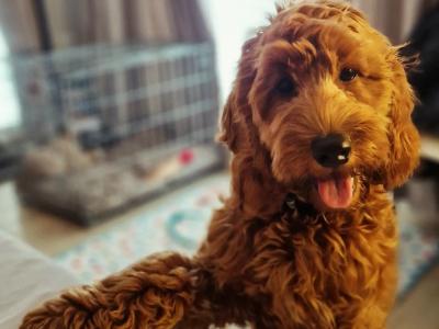 Bowie is a male Maltipoo puppy 8 months old in Dublin