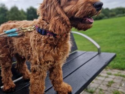 Bowie is a male Maltipoo puppy 8 months old in Dublin