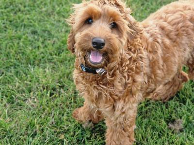 Bowie is a male Maltipoo puppy 8 months old in Dublin