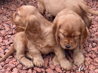 Golden Cocker Spaniel puppies in Offaly