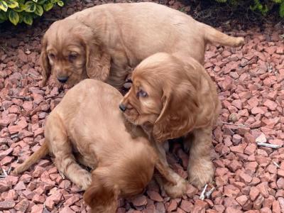 Golden Cocker Spaniel puppies in Offaly