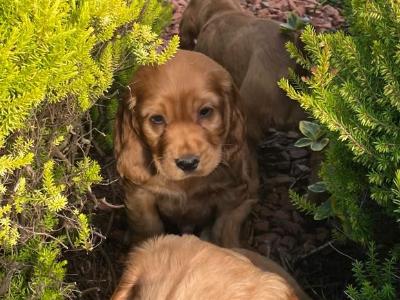 Golden Cocker Spaniel puppies in Offaly