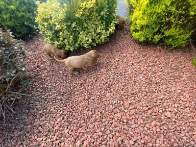 Golden Cocker Spaniel puppies in Offaly