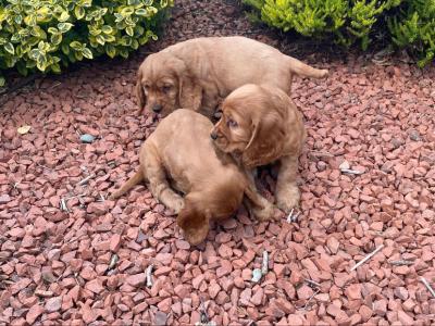 Golden Cocker Spaniel puppies in Offaly