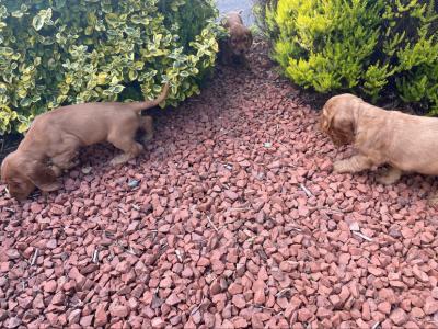 Golden Cocker Spaniel puppies in Offaly