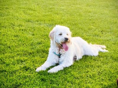 Gorgeous F1  goldendoodle  looking for a girlfriend
