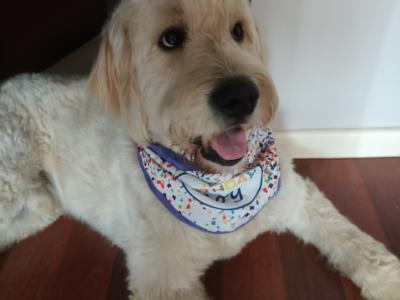 Gorgeous F1  goldendoodle  looking for a girlfriend