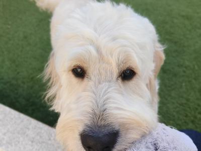 Gorgeous F1  goldendoodle  looking for a girlfriend