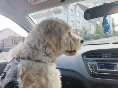 Gorgeous F1  goldendoodle  looking for a girlfriend