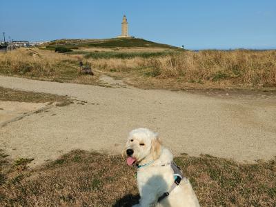 Gorgeous F1  goldendoodle  looking for a girlfriend