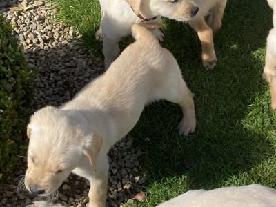 Purebred Golden Retriever puppies in Tipperary – Raised with Love & Space
