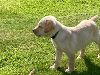 Purebred Golden Retriever puppies in Tipperary – Raised with Love & Space