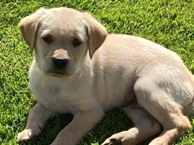 Purebred Golden Retriever puppies in Tipperary – Raised with Love & Space