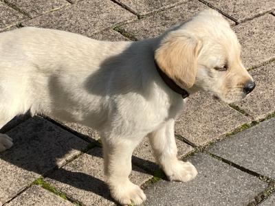 Purebred Golden Retriever puppies in Tipperary – Raised with Love & Space