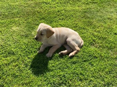 Purebred Golden Retriever puppies in Tipperary – Raised with Love & Space