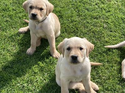 Purebred Golden Retriever puppies in Tipperary – Raised with Love & Space