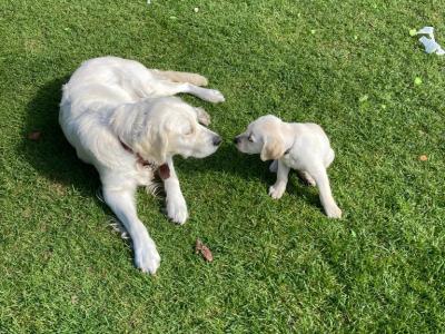Purebred Golden Retriever puppies in Tipperary – Raised with Love & Space