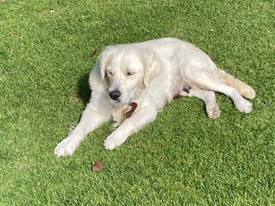 Purebred Golden Retriever puppies in Tipperary – Raised with Love & Space