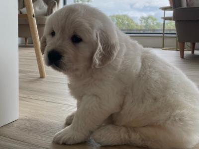 IKC Registered(pending) Pedigree Golden Retriever puppies in Offaly