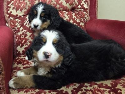 IKC Registered(pending) Pedigree Bernese Mountain Dog puppies for sale in Tipperary