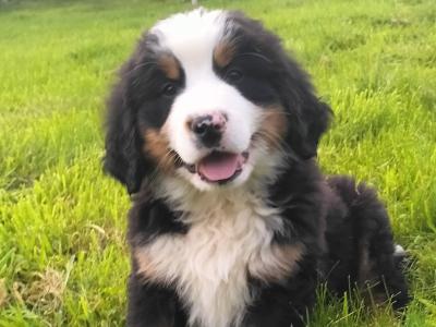 IKC Registered(pending) Pedigree Bernese Mountain Dog puppies for sale in Tipperary