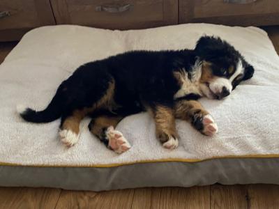 IKC Registered(pending) Pedigree Bernese Mountain Dog puppies for sale in Tipperary